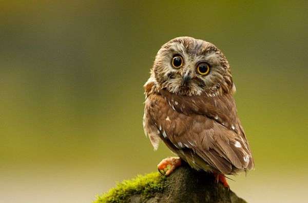 Owl